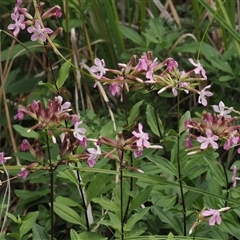 Saponaria officinalis (Soapwort, Bouncing Bet) at Booth, ACT - 27 Jan 2025 by RAllen