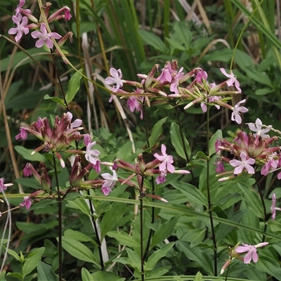 Saponaria officinalis (Soapwort, Bouncing Bet) at Booth, ACT - 27 Jan 2025 by RAllen