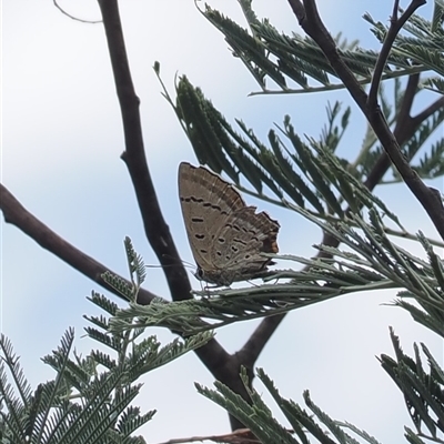 Jalmenus ictinus (Stencilled Hairstreak) at Booth, ACT - 27 Jan 2025 by RAllen