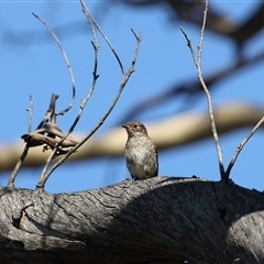 Petroica phoenicea (Flame Robin) at Jenolan, NSW - 26 Jan 2025 by ScottandMandy