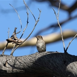 Petroica phoenicea (Flame Robin) at Jenolan, NSW by ScottandMandy