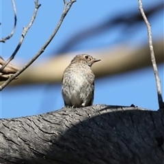 Petroica phoenicea at Jenolan, NSW - 26 Jan 2025 05:53 PM