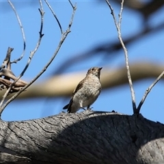 Petroica phoenicea at Jenolan, NSW - 26 Jan 2025 05:53 PM