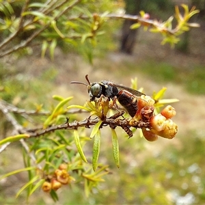 Unidentified Insect at Acton, ACT by Numbat