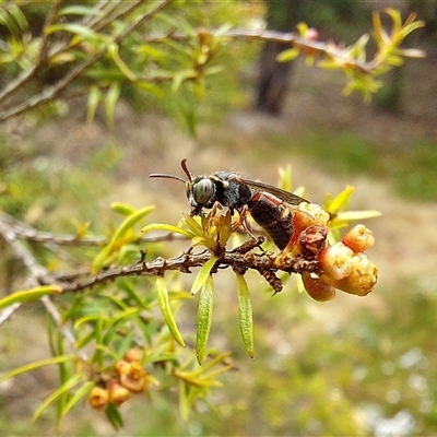 Bembecinus sp. (genus) (A sand wasp) at Acton, ACT - 31 Jan 2025 by Numbat