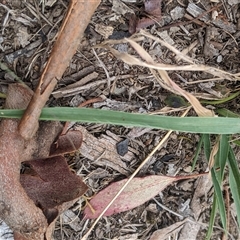 Panicum effusum (Hairy Panic Grass) at Higgins, ACT - 31 Jan 2025 by MattM