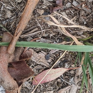 Panicum effusum (Hairy Panic Grass) at Higgins, ACT by MattM