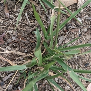 Panicum effusum at Higgins, ACT - 1 Feb 2025 10:04 AM