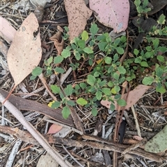 Dysphania pumilio (Small Crumbweed) at Higgins, ACT - 1 Feb 2025 by MattM