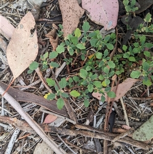 Dysphania pumilio (Small Crumbweed) at Higgins, ACT by MattM