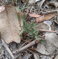 Grona varians (Slender Tick-Trefoil) at Higgins, ACT - 31 Jan 2025 by MattM