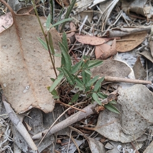 Grona varians (Slender Tick-Trefoil) at Higgins, ACT by MattM