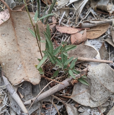 Grona varians (Slender Tick-Trefoil) at Higgins, ACT - 1 Feb 2025 by MattM