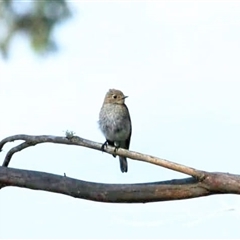 Petroica phoenicea (Flame Robin) at Jenolan, NSW - 26 Jan 2025 by ScottandMandy