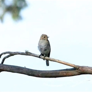 Petroica phoenicea at Jenolan, NSW - 26 Jan 2025 05:53 PM