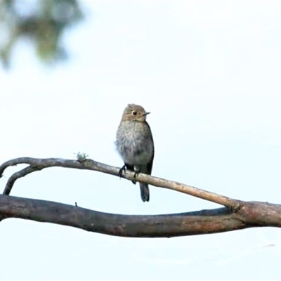 Petroica phoenicea (Flame Robin) at Jenolan, NSW - 26 Jan 2025 by ScottandMandy