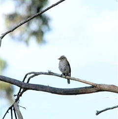 Petroica phoenicea at Jenolan, NSW - 26 Jan 2025 05:53 PM