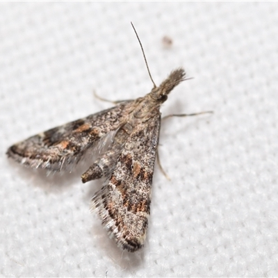 Microchilo gelastis (a Crambid moth (Crambinae)) by DianneClarke