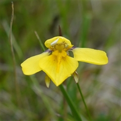 Diuris monticola (Highland Golden Moths) at Tinderry, NSW - 20 Nov 2024 by RobG1