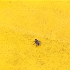 Sarcophagidae (family) (Unidentified flesh fly) at Lyons, ACT - 31 Jan 2025 by ran452