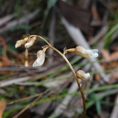 Gastrodia sp. at Tinderry, NSW - 20 Nov 2024 by RobG1