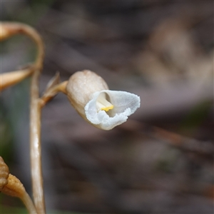 Gastrodia sp. at Tinderry, NSW - suppressed