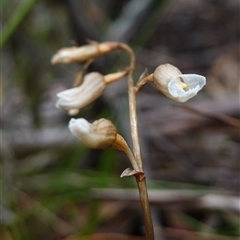 Gastrodia sp. at Tinderry, NSW - suppressed