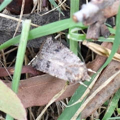 Agrotis porphyricollis at Lyons, ACT - 31 Jan 2025 by ran452