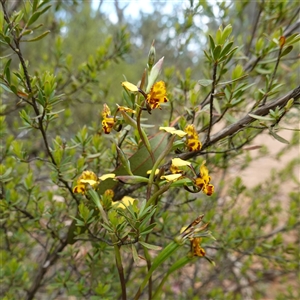 Diuris semilunulata at Tinderry, NSW - suppressed