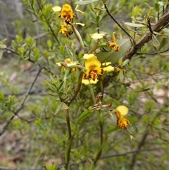 Diuris semilunulata at Tinderry, NSW - suppressed