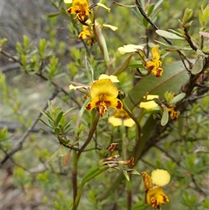 Diuris semilunulata at Tinderry, NSW - suppressed