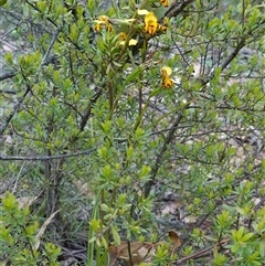 Diuris semilunulata at Tinderry, NSW - suppressed