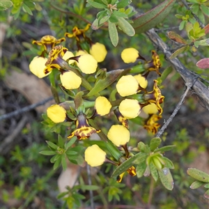 Diuris semilunulata at Tinderry, NSW - suppressed