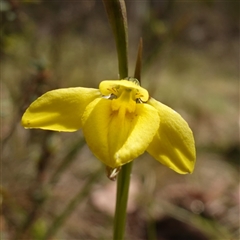 Diuris monticola (Highland Golden Moths) at Tinderry, NSW - 20 Nov 2024 by RobG1