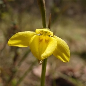 Diuris monticola (Highland Golden Moths) at Tinderry, NSW by RobG1