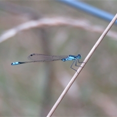 Ischnura heterosticta (Common Bluetail Damselfly) at Mittagong, NSW - 30 Jan 2025 by Span102