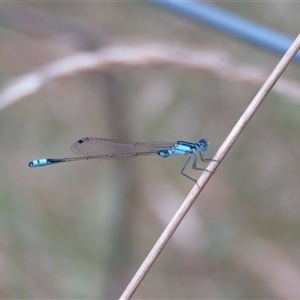 Ischnura heterosticta at Mittagong, NSW - suppressed