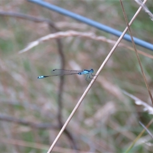 Ischnura heterosticta at Mittagong, NSW - suppressed