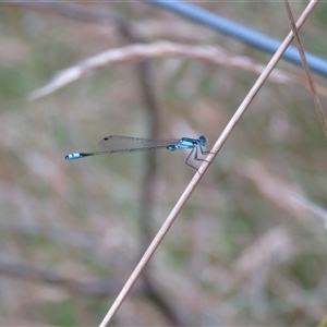 Ischnura heterosticta at Mittagong, NSW - suppressed