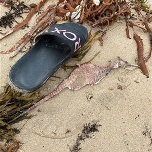 Phyllopteryx sp. (genus) (Sea dragon) at Broulee, NSW by ssflor