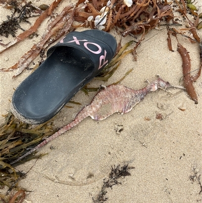 Phyllopteryx sp. (genus) (Sea dragon) at Broulee, NSW - 1 Feb 2025 by ssflor