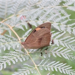 Heteronympha merope (Common Brown Butterfly) at Mittagong, NSW - 31 Jan 2025 by Span102