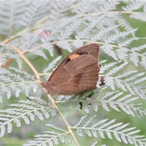 Heteronympha merope at Mittagong, NSW by Span102