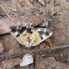 Rhuma (genus) (A Geometer moth) at Cotter River, ACT - 1 Feb 2025 by SandraH