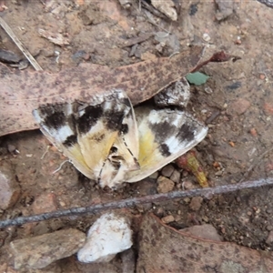 Unidentified Moth (Lepidoptera) at Cotter River, ACT by SandraH