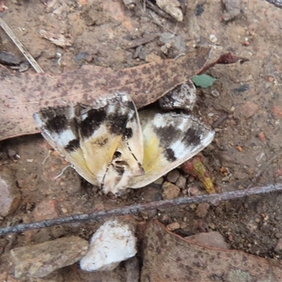 Rhuma (genus) (A Geometer moth) at Cotter River, ACT - 1 Feb 2025 by SandraH