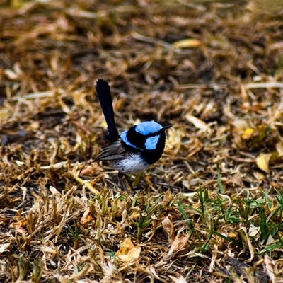 Malurus cyaneus (Superb Fairywren) at Kandos, NSW - 31 Jan 2025 by aussiejai