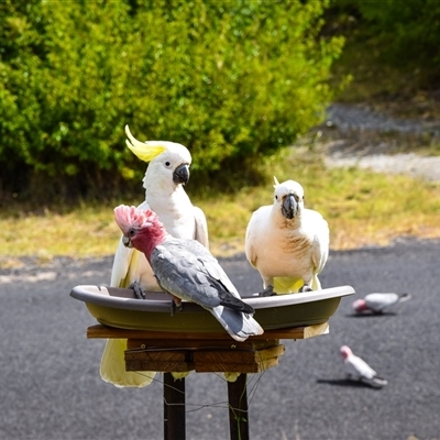 Cacatua galerita at Kandos, NSW - 28 Jan 2025 by aussiejai