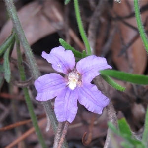 Scaevola ramosissima at Mittagong, NSW by Span102