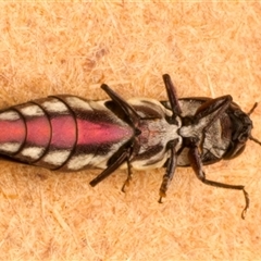 Agrilus hypoleucus (Hypoleucus jewel beetle) at Strathnairn, ACT - 30 Jan 2025 by jb2602